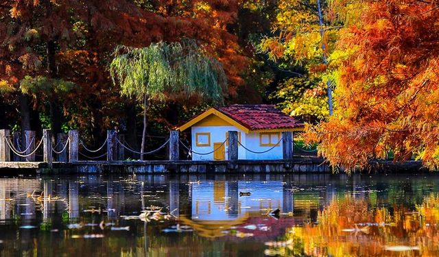 Türkiye’nin ilk arboretumu: 2 binden fazla ağaç türü barındırıyor | Özel bir bahçe