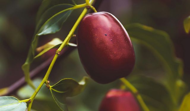 Limon ve portakaldan daha fazla C vitamini var: Bir tanesi yetiyor!