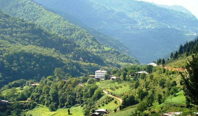 Saf Kafkas Arısı ırkının bulunduğu Türkiye’de tek köy: UNESCO’nun Dünya Biyosfer Rezervi listesinde!