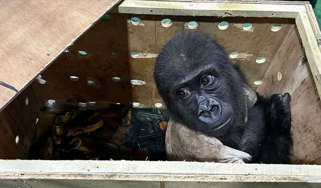 İstanbul Havalimanı’nda yavru goril operasyonu! Bangkok’a gidecekti