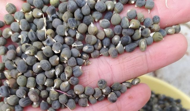 Yorgunluk ve stresin bir numralı düşmanı: Evinizde varsa mutlaka kullanın
