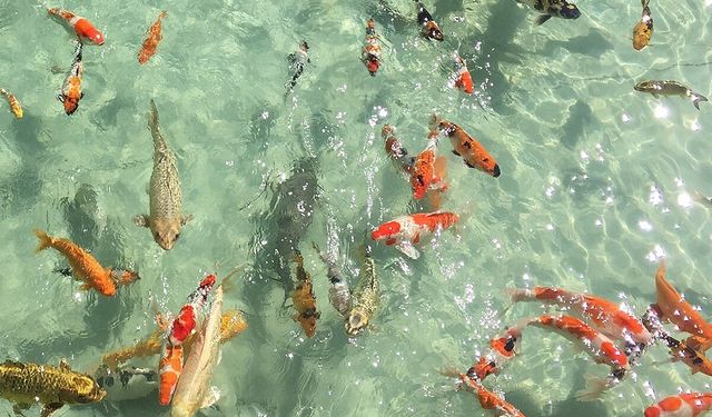 İzmir’in 3 bin bitki türüyle Japonların botanik bahçeleriyle yarışan gizli bahçesi! Deniz manzarasıyla büyülüyor