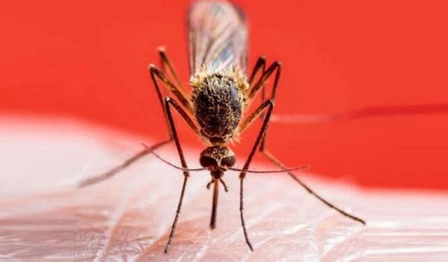 Evinizde sivrisinek asla olmayacak! Mum yapıp yakmanız yetecek: En doğal sinek kovucu