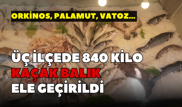 Orkinos, palamut, vatoz… İzmir'in üç ilçesinde 840 kilo kaçak balık ele geçirildi