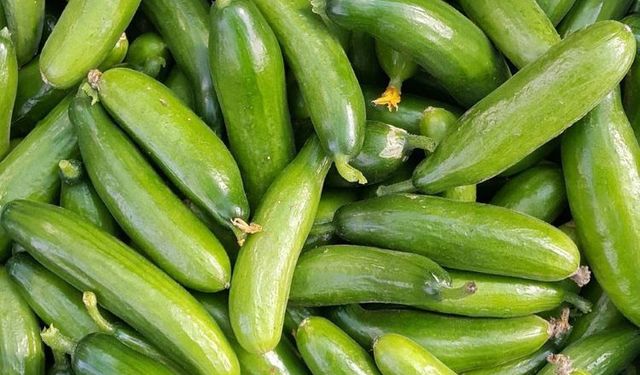 Ne yumuşuyor ne de çürüyor! Salatalığı taze tutan yöntem buymuş