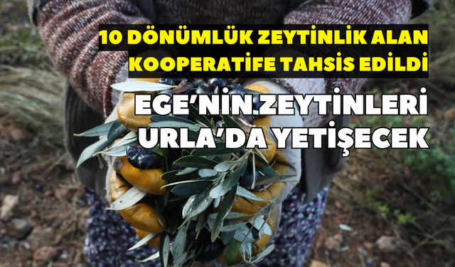 Ege’nin zeytinleri Urla’da yetişecek: 10 dönümlük zeytinlik alan kooperatife tahsis edildi