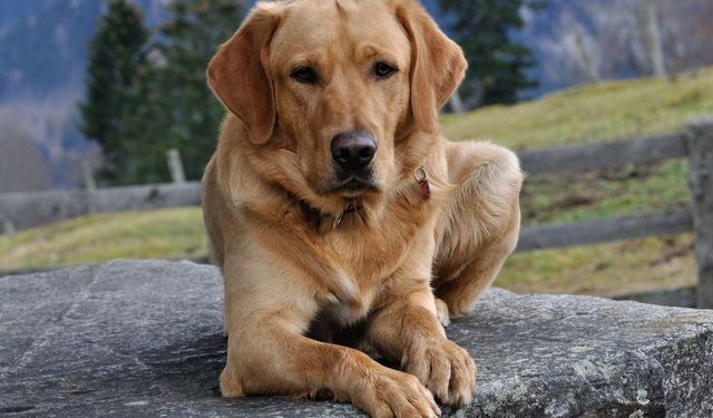 Köpek sahipleri için yeni dönem! Köpek vergisi rekora yaklaştı: Belediyelerin kasasına milyonlarca lira girdi