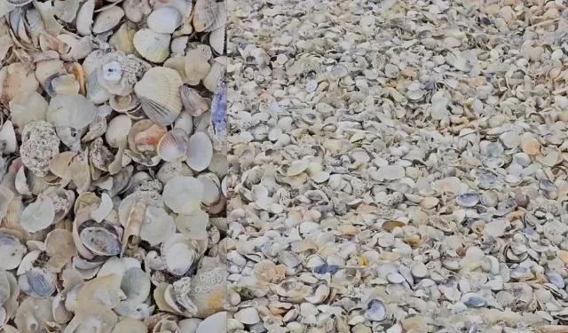 Burası İzmir'de ancak kimse bilmiyor! Deniz kabuklarıyla kaplı bu ada görenleri hayran bırakıyor
