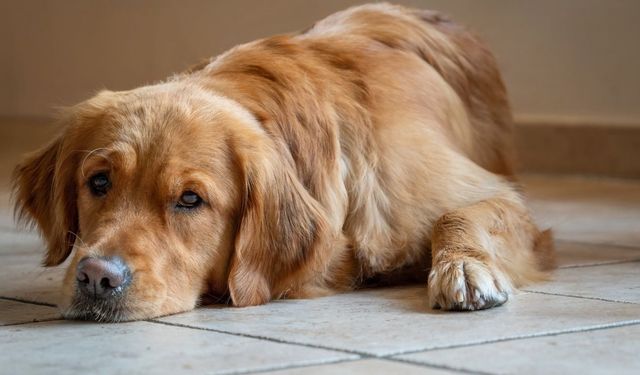 Evcil hayvan sağlığında dikkat edilmesi gereken tehlikeler: Kedi ve köpeklerde pire, kene ve kuduz riskine dikkat!