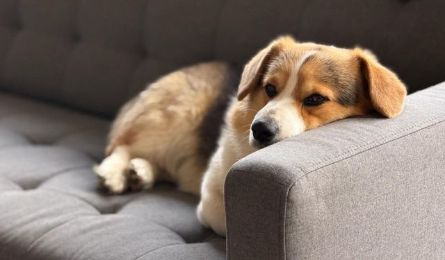 Köpeğinizin huyları bir anda değiştiyse dikkat! Her evcil hayvan sahibi bunu bilmeli: Regl dönemi başlamış olabilir