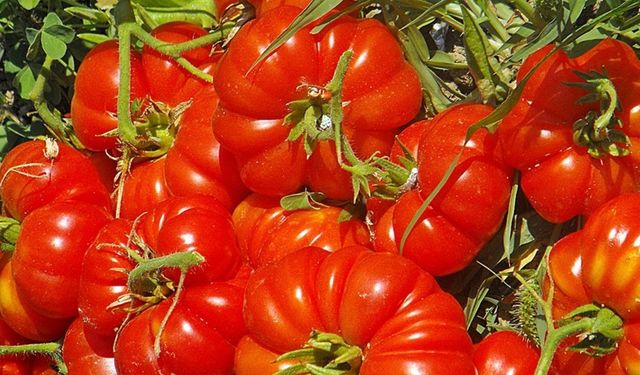 Domates neden kumlu olur? Meğer domatesin lezzetini bozan hata buymuş!