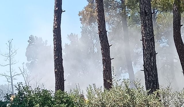 İzmir Bayındır'da orman yangını! Ekipler alevleri kısa sürede söndürdü