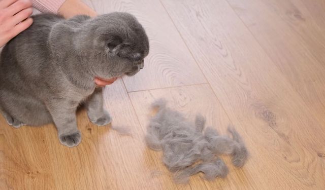 Evinde kedi besleyen milyonları ilgilendiriyor! Yıllardır doğru sanılıyordu: Bilimsel gerçek ortaya koydu