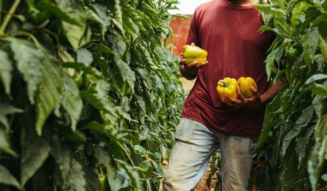 Kışın dolma yapmak isteyenler dikkat! Dolmalık biberi buzlukta böyle saklayın, aylarca taptaze kalsın