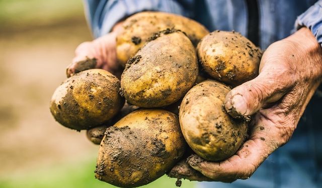 Patates alırken bu detayı gözden kaçırmayın! En taze ve lezzetli olanı seçmek meğer çok kolaymış