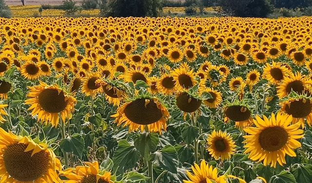 Gören bir daha bakıyor! Fotoğraf tutkunlarının yeni adresi belli oldu: Her yer sarıya büründü
