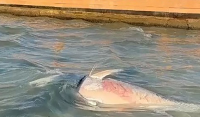 İzmir kıyılarında orkinos alarmı! Ölümlerin nedeni belli oldu