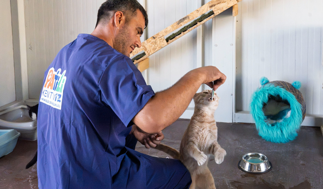 İzmir’de engelli kediler artık kafeste kalmayacak! Engelli Kedi Evi açıldı