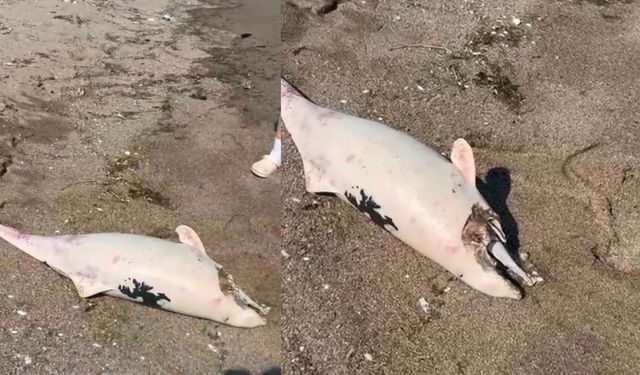 İzmir'de 3 ölü yunus sahile vurdu! “Hedef dışı av ölümleri araştırılmalı”