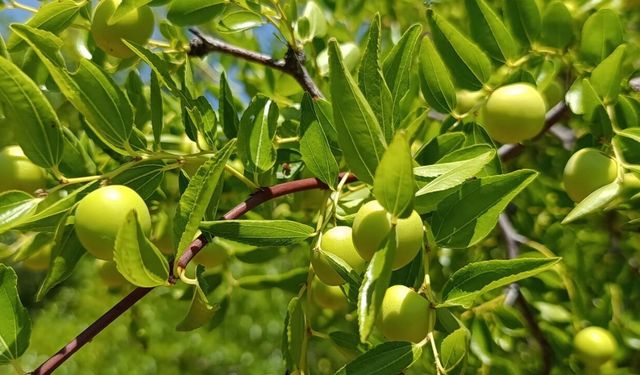 İsmiyle tıp dünyasını sarsıyor! Ölümsüzlük meyvesini duymuş muydunuz?