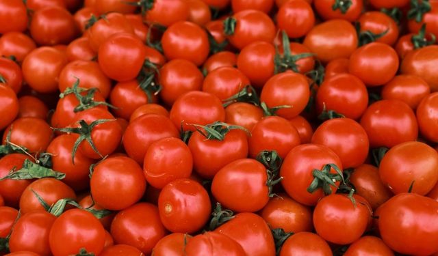 Domatesi buzdolabında saklayanlar dikkat! Meğer yıllardır yanlış biliyormuşuz, doğrusu bakın neymiş