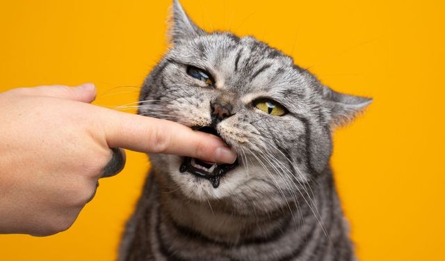 Tatlı bir şey görünce neden ısırmak istiyoruz? İşte beynin verdiği ilginç tepki