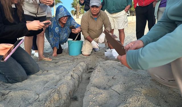 Kuşadası’nda sel sularının altında kalmıştı! Yuvadan 22 caretta caretta yavrusu çıktı
