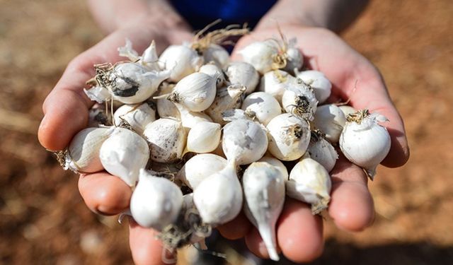 Aroma ve yapısıyla klasik sarımsaktan ayrılıyor: Bu sarımsak türünü hiç denemiş miydiniz? Dişleri farkını ortaya koyuyor