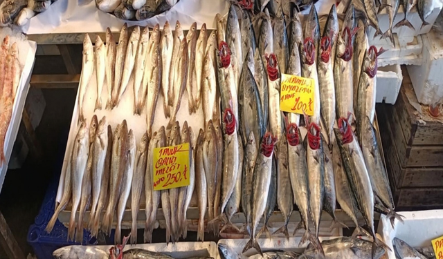 İzmir’de balık sezonu bereketli başladı! Ağlar doldu, fiyatlar düştü