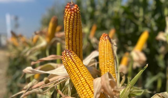 Mısır üretiminde yeni dönem! MAY tohum geliştirdiği çeşitleri tarlada gösterdi