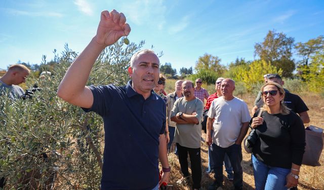 Buca’da zeytin üreticilerine sertifikalı budama eğitimi verildi