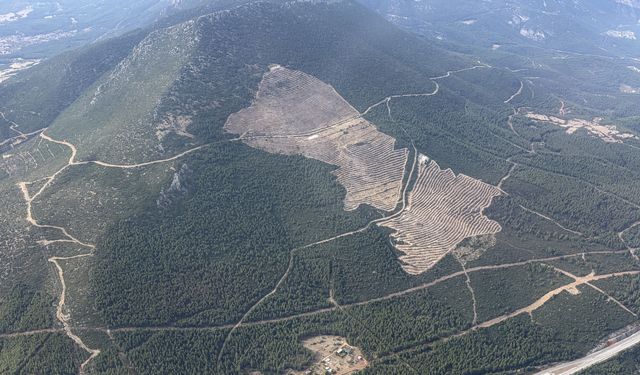 Denizli'de yangından etkilenen alanlar yeniden yeşerecek: Hazırlıklar tamamlanıyor