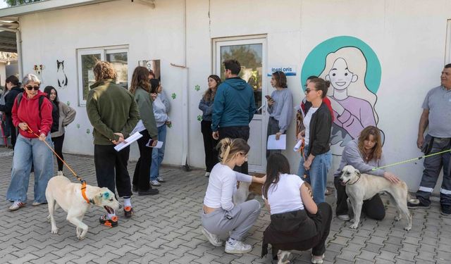 Ege Üniversitesi'nden alınan 83 köpek yeni yuvalarına kavuşuyor