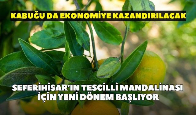 Seferihisar'ın tescilli mandalinası için yeni dönem başlıyor: Kabuğu da ekonomiye kazandırılacak