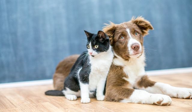 Veteriner faturaları bütçenizi sarsmasın! Evcil hayvan sigortası nasıl yapılır, kimler yararlanabilir?