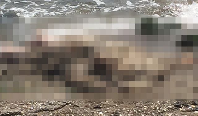 İzmir'de şok edici olay! Deniz kenarında erkek cesedi bulundu