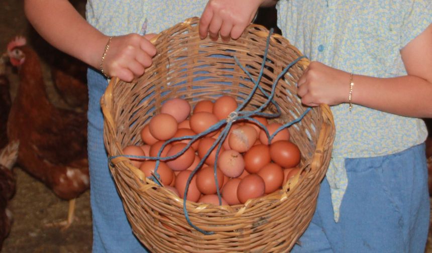Yumurta üretimi yıllık 40 milyonu aştı
