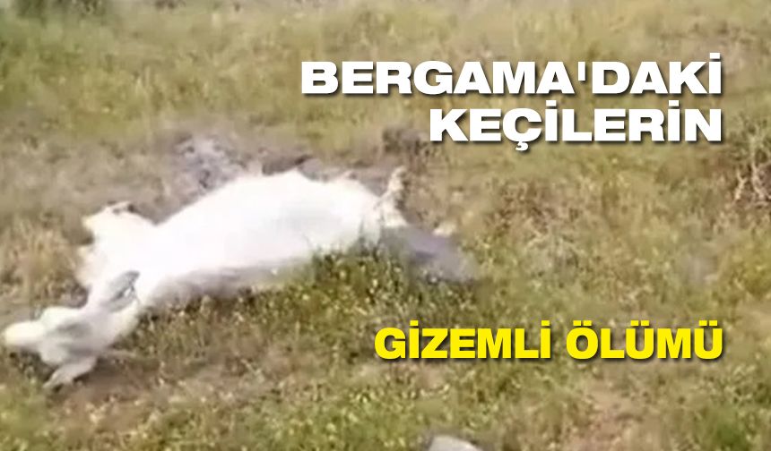 Bergama'daki keçilerin gizemli ölümü