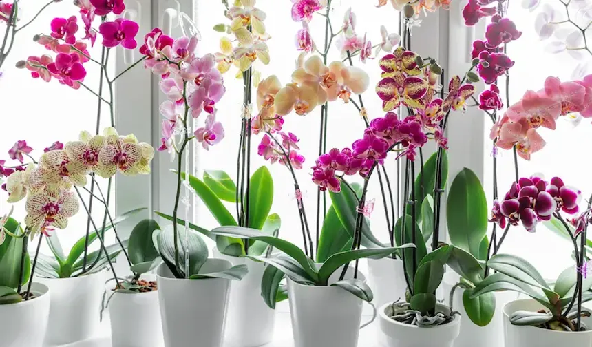 Orkide Bakımı: Doğru Yöntemlerle Sağlıklı ve Güzel Çiçekler