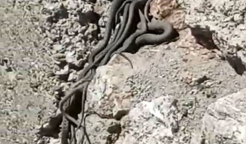 Sürü halinde yılanlar görüntülendi