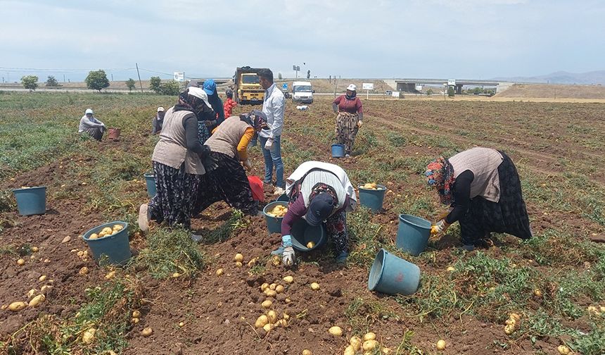 Sandıklı'da patates hasadı başladı: Üretici fiyatlardan şikayetçi