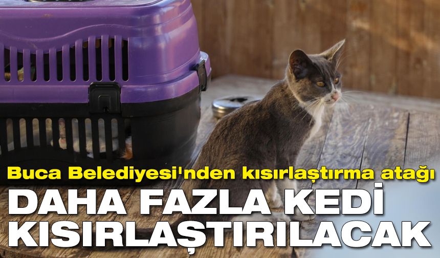 Buca Belediyesi'nden kısırlaştırma atağı: Daha fazla kedi kısırlaştırılacak