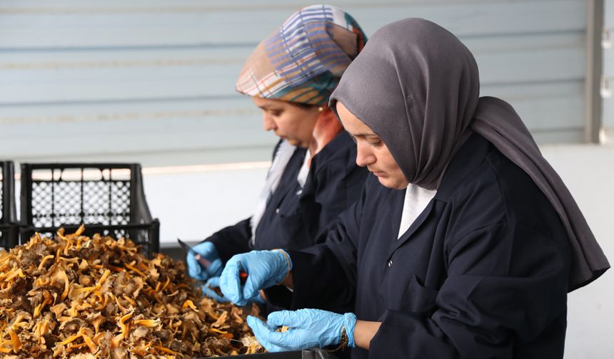 Kastamonu mantar ihracatında zirveye koşuyor