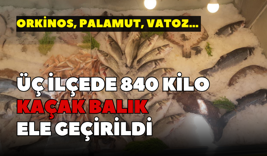 Orkinos, palamut, vatoz… İzmir'in üç ilçesinde 840 kilo kaçak balık ele geçirildi