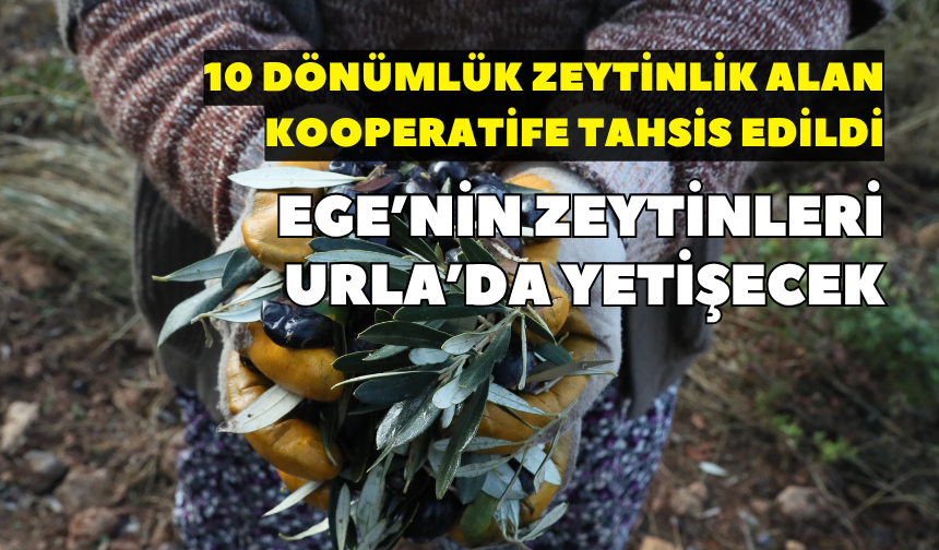 Ege’nin zeytinleri Urla’da yetişecek: 10 dönümlük zeytinlik alan kooperatife tahsis edildi