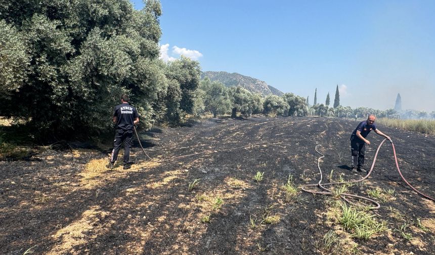 Zeytin ağaçları alevlere teslim oldu