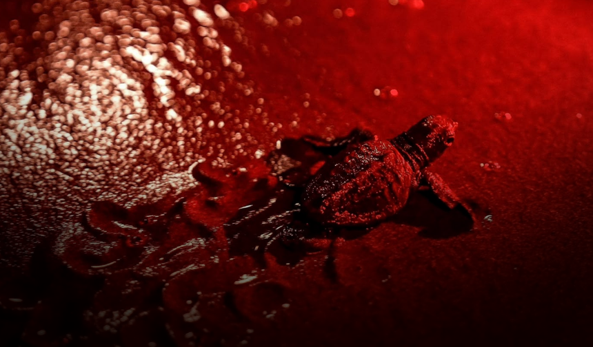 Caretta Carreta’lar için ışığımız kırmızı! Fethiye kumsalları kırmızı ışıkla tarihe geçti