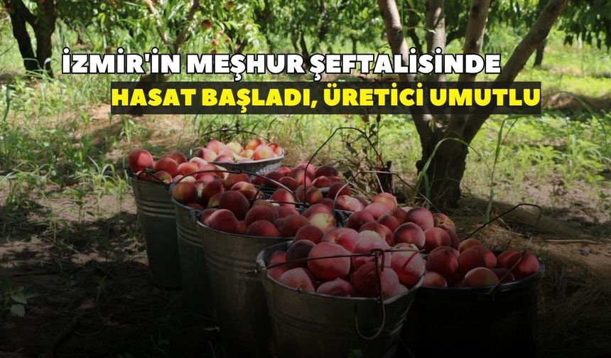 İzmir'de şeftali sezonu başladı: Bu yıl şeftali bol! Kemalpaşa'da rekor rekolte bekleniyor