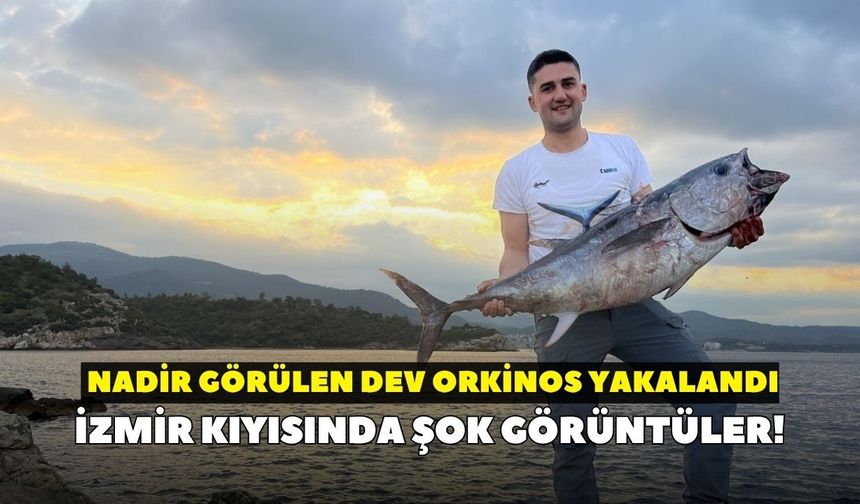 İzmir kıyısında şok görüntüler! Nadir görülen dev orkinos yakalandı: O anlar kamerada