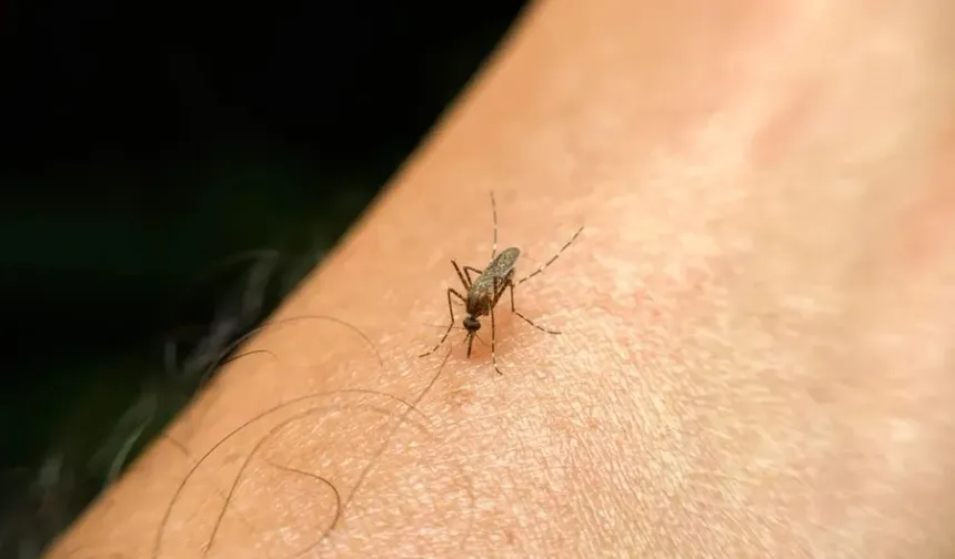Bir haftada 75 yeni vaka! Komşuda Batı Nil virüsü alarmı verildi: 19 kişi hayatını kaybetti